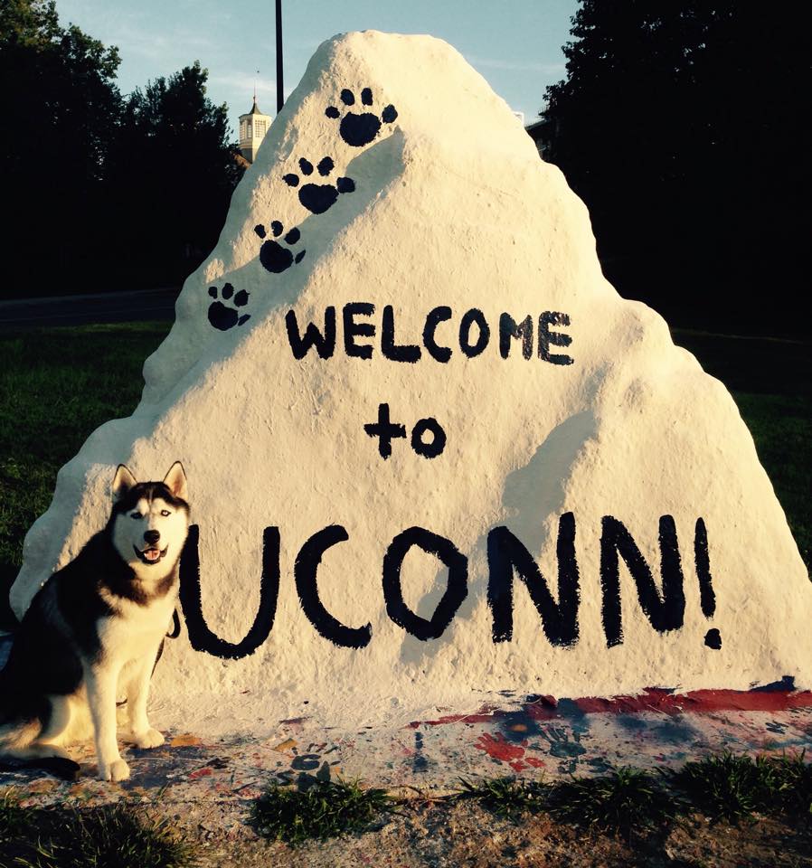 Jonathan the Husky sits next to a rock painted with paw prints and the message “Welcome to UConn!”