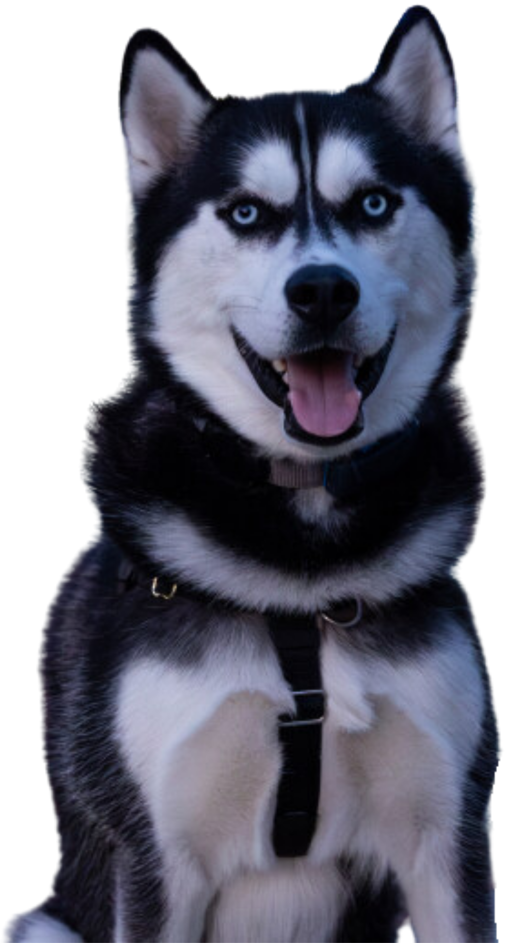 Jonathan the husky sits facing forward with ears up and tongue out, appearing alert and friendly.