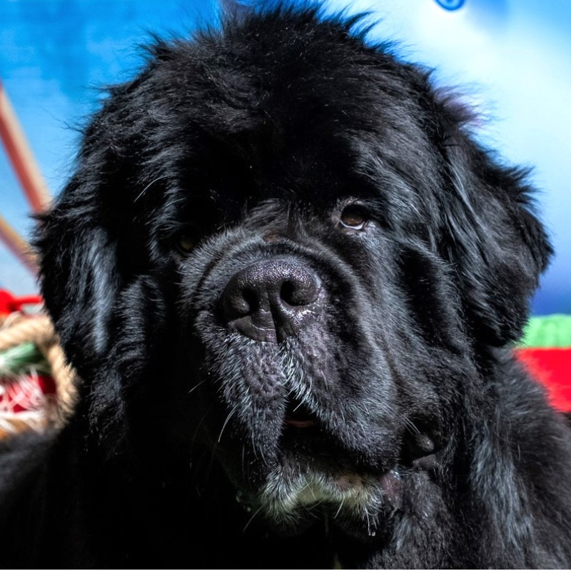 Pet therapy dog Ernie