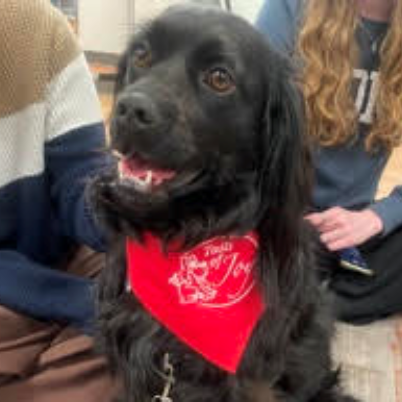 Pet therapy dog Millie