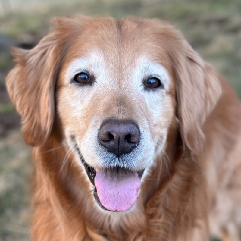 Pet therapy dog Scout