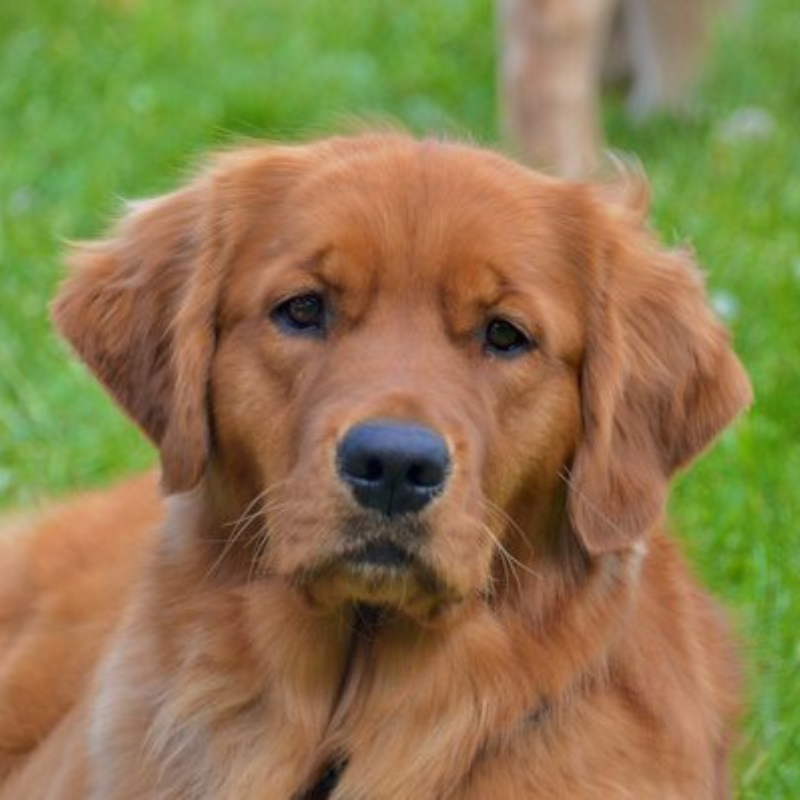 Pet therapy dog Shelby