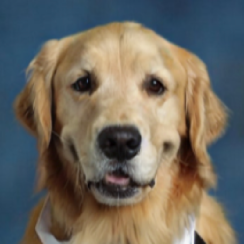 Pet therapy dog Tucker