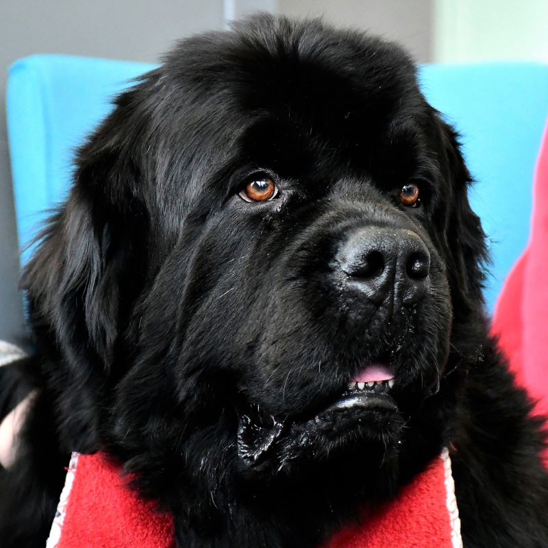 Pet therapy dog Wrigley